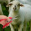 Ergonomic Sheep Wool Shears for Farm Animals, 2 Pcs 4