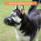Dog Muzzle, Basket Muzzle for Biting, Chewing and Scavenging, Humane Cage Mouth Cover XL 7