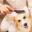 Pet Flea Comb with Long Handle for Dogs and Cats 6
