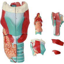 Modelo de Anatomia Laríngea Humana, Modelo Ampliado de Simulação da Articulação Laríngea Humana, Anatomia Médica para Ensino Científico