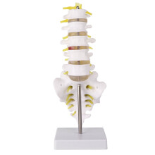 Lumbar Spine Model Human Educational Teaching Tool
