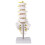 Human Lumbar Spine Model Educational Teaching Tool 1
