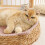 Hand Woven Rattan Pet Bed for Small Medium Dogs Cats 1