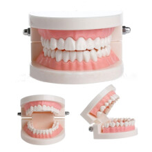 Dental Standard Teeth Models Human Mouth Teaching Tools