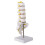 Human Lumbar Spine Model Educational Teaching Tool 4