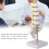 Lumbar Spine Model Human Educational Teaching Tool 5