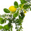 Artificial Lemon Garland Faux Fruit Vine 6.56 FT 3