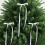 Julgransrosetter i satin 76 cm 12-pack 4