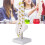 Human Lumbar Spine Model Educational Teaching Tool 2