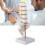 Lumbar Spine Model Human Educational Teaching Tool 3