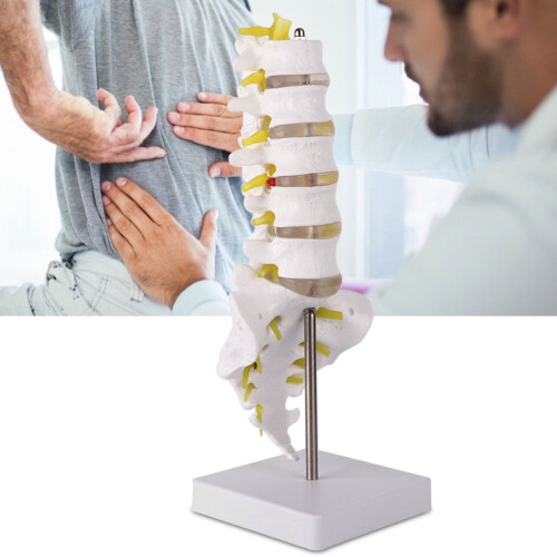Human Lumbar Spine Model Educational Teaching Tool 2