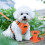 Adjustable Reflective Cat Harness and Leash Set 1 Pack 1
