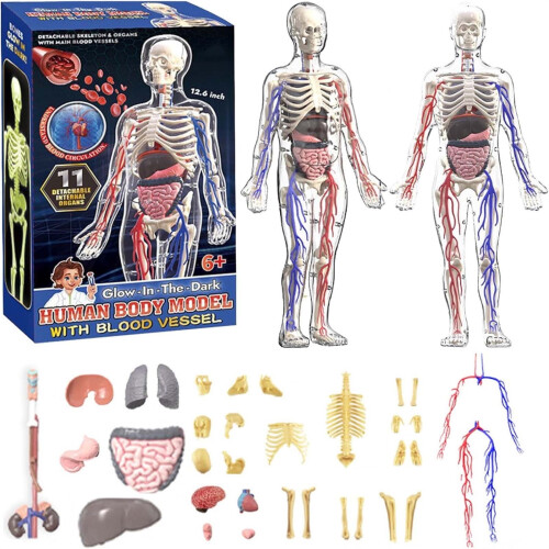 Human Body Model Educational Set Transparent 29-Piece