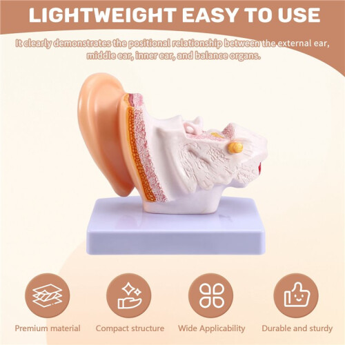 Human Ear Anatomy Model, Ear Structure Building Auditory System Otolaryngology Display Teaching,  Ear Model 2