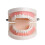 Dental Standard Teeth Models Human Mouth Teaching Tools 3