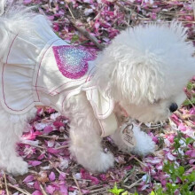 Abbigliamento per animali domestici: gatti e cani di piccola taglia, primavera/autunno
