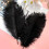 Ostrich Feathers Natural White 20 Pcs 10-12 Inch 3