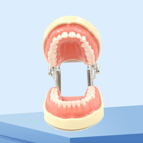 Soft Removable Tooth Model for Dental Veneer Preparation 1