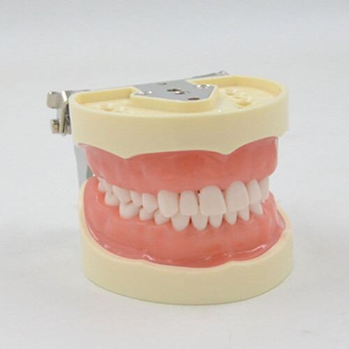 Soft Removable Tooth Model for Dental Veneer Preparation 2