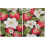 Red Fruit Strawberry Kitchen Curtains 24 Inch Short Tier 2 2