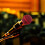 Microphone Grill Heads for SM58 4 Pack 5