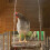 Wooden Chicken Swing Toy for Coop Perch Exercise 8