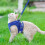 Cat Harness and Leash Set Adjustable Vest with Reflective 5