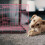 Folding Pet Cage for Small Medium Dogs Cats Rabbits Pink 4
