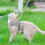 Cat Harness and Leash Set Adjustable Vest with Reflective 5