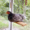Wooden Chicken Swing Toy for Coop Perch Exercise 7