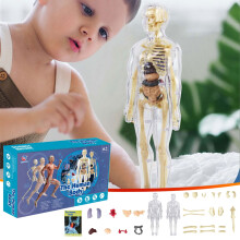 Human Torso Model for Kids Anatomy Toy with Removable Parts