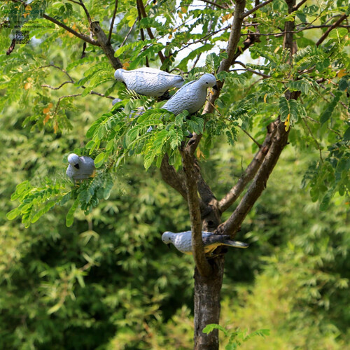 Outdoor Dove Decoy for Field Simulation Decoration 1