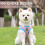 Cat Harness and Leash Set Adjustable Reflective Vest 6