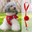 Dog Harness and Leash Set Adjustable Soft Mesh Escape-Proof 2