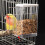 Soumake Bird Feeder with Dustproof Lid 1 Piece 3