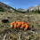 Crane Equipment System Safety Backpack with Boost Function,  Outdoor Camping Gear Transport for Hiking 4pcs 2