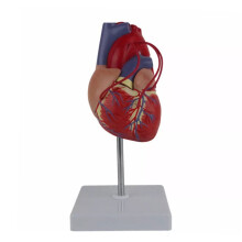Human Heart Model Anatomical Life-Size for Cardiology Study