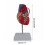 Human Heart Model Anatomical Life-Size for Cardiology Study 2