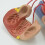 Human Heart Model Anatomical Life-Size for Cardiology Study 3
