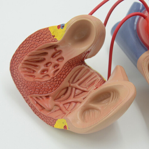 Human Heart Model Anatomical Life-Size for Cardiology Study 2