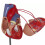 Human Heart Model Anatomical Life-Size for Cardiology Study 4