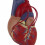 Human Heart Model Anatomical Life-Size for Cardiology Study 6