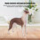 Brown Greyhound Model Ornament Desktop Decoration Toy Gift 7