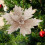 OAVQHLG3B Χριστουγεννιάτικες στολίδες Poinsettia, τεχνητό λουλούδι από μετάξι για 4