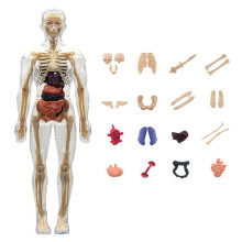 Human Skeletal Model Anatomy Toy for Medical Students