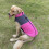 Dog Coat Reflective Waterproof Winter Warm Small Medium 6