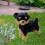 Yorkshire Terrier plush toy realistic soft stuffed animal 7