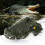 Crocodile Remote Control Boat 2.4GHz 4-Channel Lithium 1