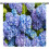 Vintage Purple Hydrangea Curtains Rod Pocket Thermal 2 1