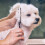 Dog Grooming Scissors Titanium Coated 6-in-1 7